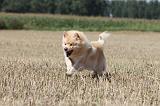 CHIEN FINNOIS DE LAPONIE 717